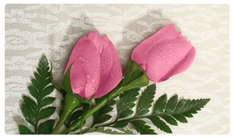 DNSEMP-C-054 2 Roses Pink